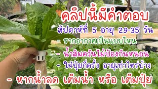 ปลูกผักไฮโดรโปนิกส์ สัปดาห์ที่ 5 คลิปนี้มีคำตอบ #ปลูกผัก #plants #garden #ปุ๋ยab #ผักสลัด