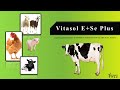 Vitasol E+Se Plus