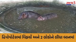 ઇજાગ્રસ્ત હિપોપોટેમસ ઝૂ ડાયરેકટર અને સિક્યુરિટીગાર્ડ પર કર્યો જીવલેણ હુમલો