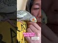 可愛いオカメインコからの愛情表現 japanese pretty cockatiel❤️ shorts