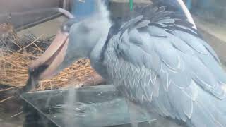 魚を食べるサーナ　ハシビロコウ　上野動物園