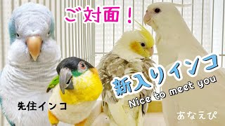 【初対面】先住鳥のおしゃべりで歓迎される新入りオカメインコたちはこちらです New cockatiels are welcome