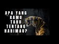 5 Fakta Keren tentang Harimau yang Harus Kamu Tahu