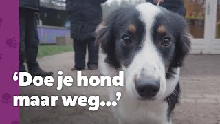 Alle hoop was al opgegeven voor deze Border Collie - Ron’s Honden Spreekuur