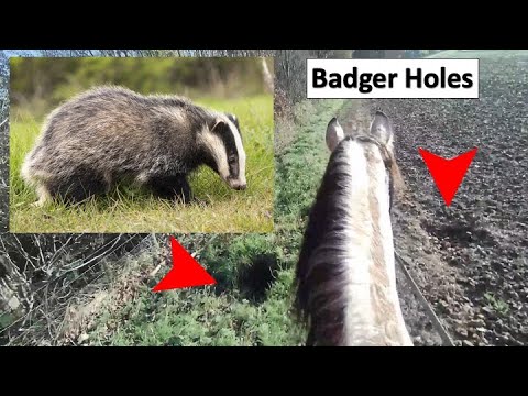 Bella must not step in a Badger hole, she could break a leg as they are deep.