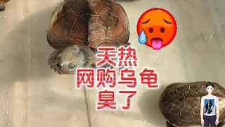 收到乌龟臭了还生蛆？夏季天太热，真不能长距离网购乌龟。夏季网上买乌龟，要当心宠物龟中暑或直接闷死热死。乌龟中暑有什么反应？夏天网上买龟，乌龟中暑的症状表现。