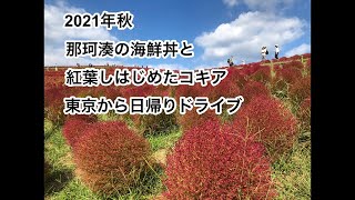 【ひたち海浜公園のコキア】海鮮丼（名物　三浜丼）〜東京から日帰りドライブ