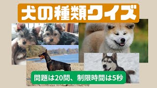 [ワンちゃんクイズ] 画像を見て、ワンちゃんの犬種を当てて下さい。