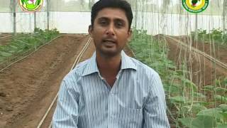 Hear about Capsicum cultivation in poly house directly from farmers of Gujarat