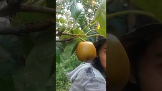 Pohon buah pir mudah tumbuh dan berbuah di indonesia #pir #buahpir