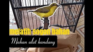 CARA MELATIH SOGON OMBYOKAN MAKAN ULAT KANDANG‼️