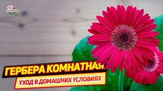 Трансваальская ромашка или гербера комнатная: уход в домашних условиях