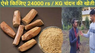 चन्दन की खेती से लाखों कमाए । एक बार लगाएं उम्र भर कमाए | Sandalwood farming .