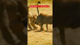 Wildlife Fights : Lion 🦁 Vs Wild Boar 🐗 : Wild boar is winner 🏆 #wild# #animals #lion