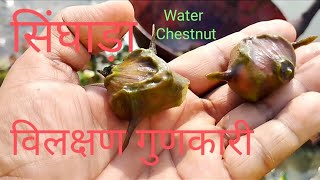 सिंघाड़ा की खेती (स्वास्थवर्धक पानीफल), Water Chestnut-Harvesting,plot visit//Kisan Shree