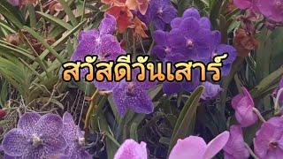 #สวัสดีวันเสาร์ เลือดข้นกว่าน้ำ - อ๊อฟ ปองศักดิ์ #สวัสดีประจำวัน #วันเสาร์ #สีม่วง