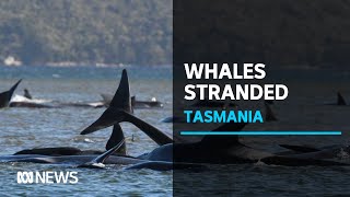 Massive rescue operation to try and save 270 whales stranded on Tasmania's West Coast | ABC News