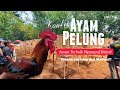 Ayam Pelung Terbaik Ngumpul di Tasik