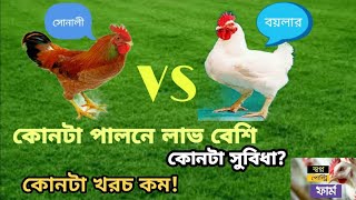 সোনালী মুরগী নাকি বয়লার মুরগী পালনে সবচেয়ে বেশি লাভ হয়! কোনটা পালন করলে খামারিদের লস হয় না। Chicken