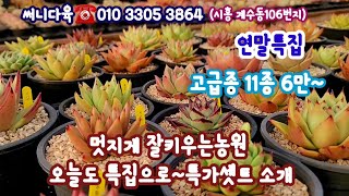 12월 연말특집2탄☆잘키운묵둥이 창 고급종11종6만~특가셋트☆짱짱하게 뿌리튼실!!succulents  plant 多肉植物