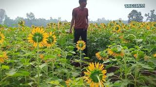 এই হলো ভাইরাল হওয়া সেই সূর্যমুখী খেত যেখানে এমন কেউ নেই যে ছবি উঠে নাই🐸