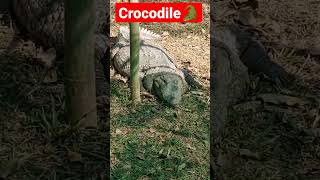 Crocodile🐊 in Sepahijala zoological park