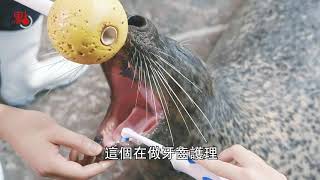 海洋公園7500動物 恐面臨大遷徙