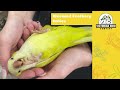 Current Hand Reared Pet Parrots | 31/5/24 | Victorian Bird Co