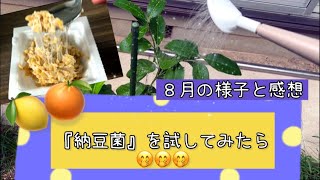 【納豆菌水を試した効果は→🤭】2024.09.08