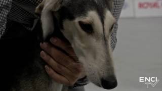 PADOVA2017 - FOCUS - Saluki: Maschi