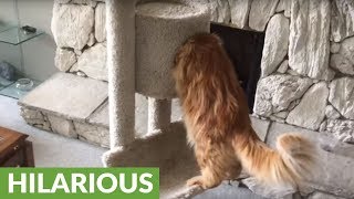 Huge kitty can't fit in new treehouse