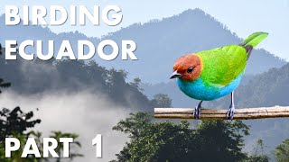 The Cloud Forests of MINDO - A Day In Ecuador