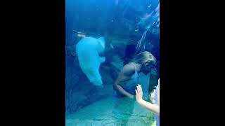 Polar bear says hello at the Winnipeg zoo  #winnipeg #assiniboinepark #polarbear #magical #canada