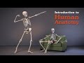 Introduction to Human Anatomy for Artists