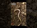 2023 earthworm and 5000bce earthworm || mythical biology || #mythology #shorts