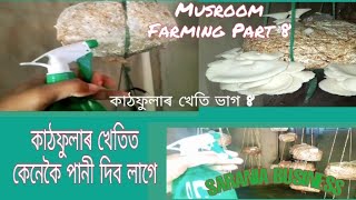 Musroom Farming Part 8 কাঠফুলাৰ খেতি ভাগ 8