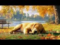 12 hours of dog music 🎵 comfortable music for unstable dogs