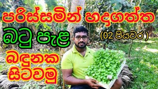 බටු පැළයක් බඳුනක සිටවමු, How to Plant a Brinjal Seedling in The pot (part 02),Urban Home Gardening.