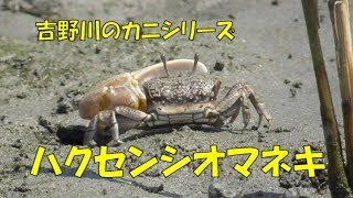 ハクセンシオマネキ