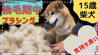 換毛期の老犬ちゃんをブラシングしてたら、疲れちゃったのかなぁ？眠くなった？お腹すいてきちゃったみたい？