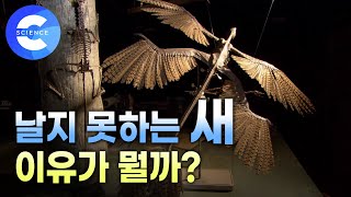 공룡 깃털 화석에 숨겨진 비행의 비밀은?