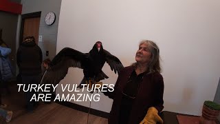 TURKEY VULTURE THAT HAS BEEN RESCUED MANY YEARS AGO