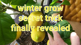 Easy cold climate citrus growing winter care tips