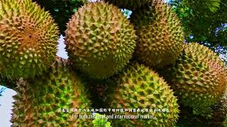 DURIAN INVESTMENT LENEX \u0026 INVESCO 1