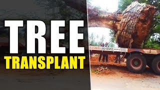 How Bengaluru decided to transplant trees to retain its green