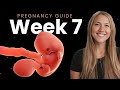 7 Week Pregnancy | Week By Week Pregnancy