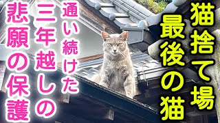 【野良猫保護】猫捨て場に住む最後の猫ちゃん、３年間通い続け、悲願の保護