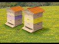 merci ... les abeilles de pierre lozère