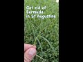 How To Get Rid of Bermuda Grass in St Augustine #shorts