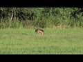 damjak v sloveniji fallow deer in slovenia